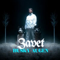 Zavet - Husky Augen