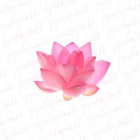 Ppalepinkk - Лотос