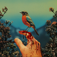 Winona Oak - Fragile Thing