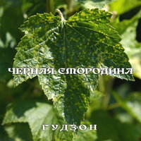 Гудзон - Черная Смородина